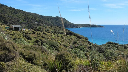 Stewart Island Hunting - Long Harry Hut